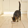 Lily’s Kitchen Made with Natural Ingredients Adult Wet Cat Food Tray Organic Chicken Grain-Free recipe 19 x 85g