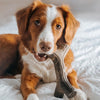 Durable Dog Chew Toy Box for Aggressive Chewers with Wishbone, Fishbone, Stick & Zaggler, Medium