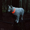 PET PRODUCTS Light UP Neck Ring Orange, One Size