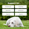 Probiotics for Dogs | Supports Gut & Digestive Health | Probiotic Supplements for Digestive Care & Digestive Treats | Dog Probiotics for Gut Health Supplements | 90 Pcs